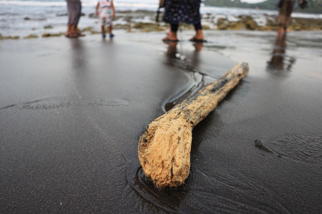 Photo drift wood on the sand