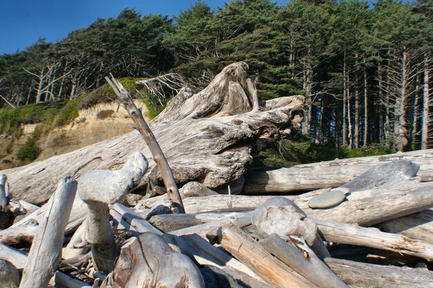 Фото Дрифтвуд против деревьев на олимпийском полуострове