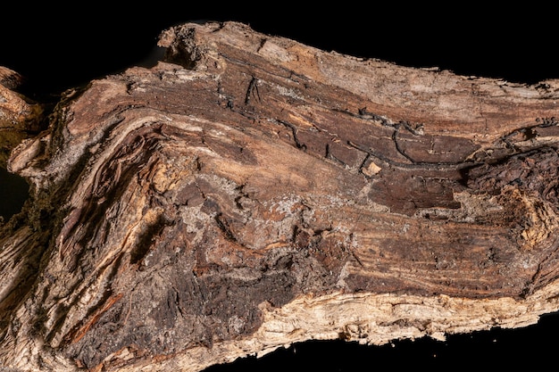 Driftwood aged wood over white background. isolated piece of
driftwood top view. driftwood stick closeup, wood texture for
aquarium.