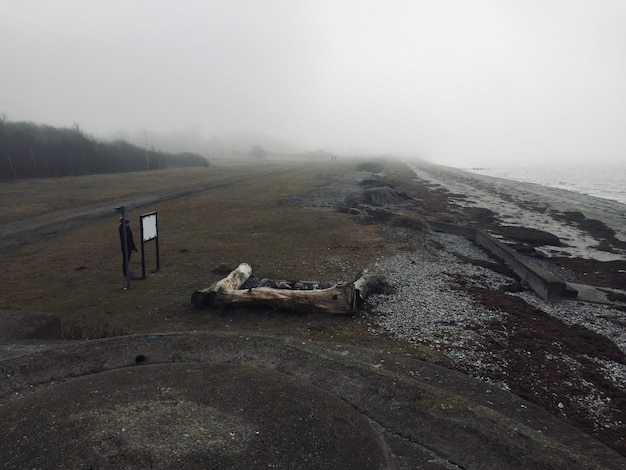 Фото Дрифтвуд на пляже в туманную погоду