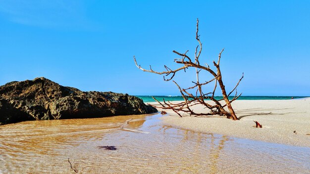 Photo driftwood on beach against clear blue sky