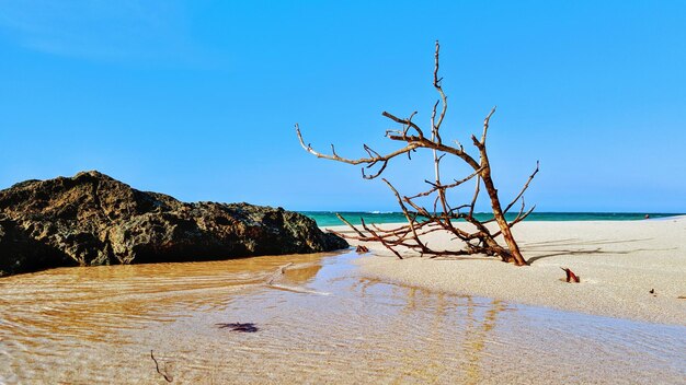 Driftwood on beach against clear blue sky