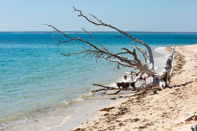 Foto legno alla deriva sulla spiaggia contro un cielo limpido