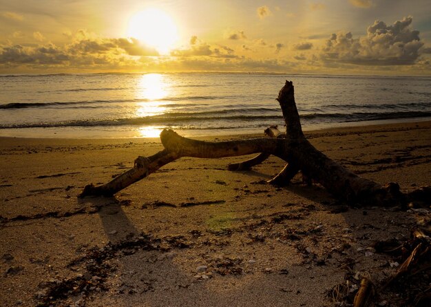 Driftwood on beach against sky during sunset