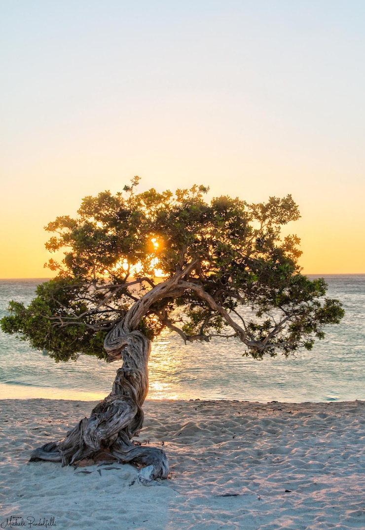 Photo driftwood on beach against sky during sunset