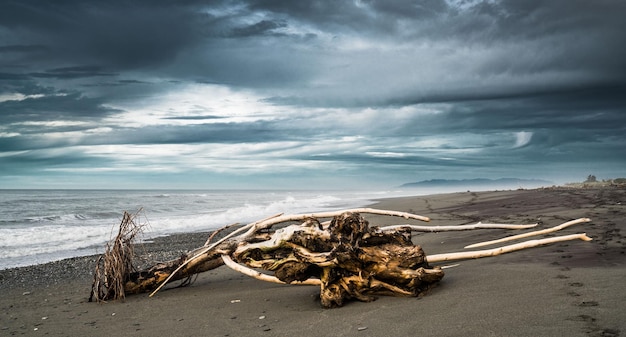 Photo driftwood on beach against sky