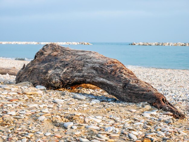 Driftwood on beach against sky