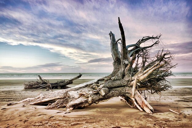空に照らされたビーチに浮かぶ木