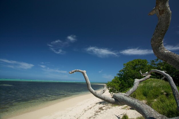 Foto legno alla deriva sulla spiaggia contro il cielo