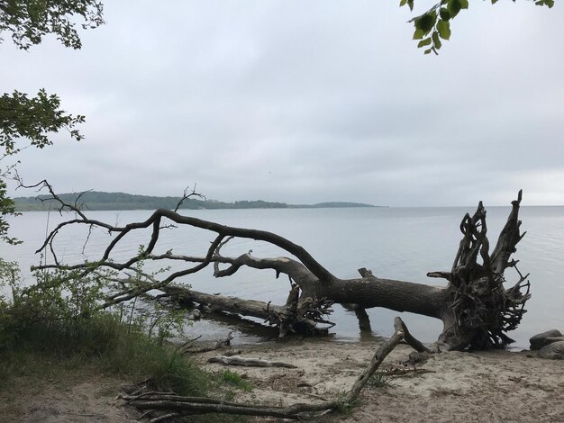 Foto legno alla deriva sulla spiaggia contro il cielo