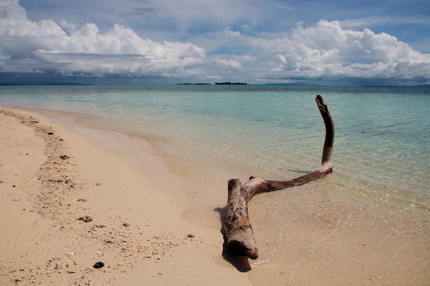 Foto legna alla deriva sulla spiaggia contro il cielo