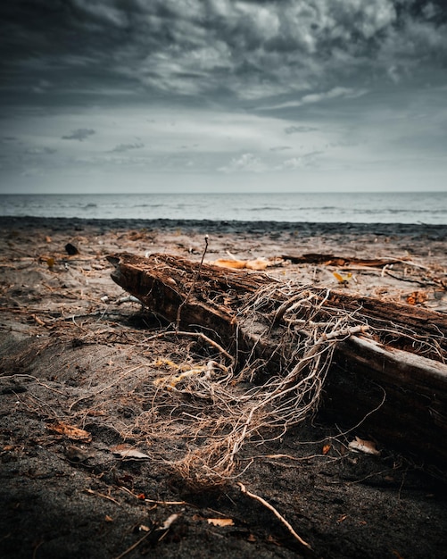Photo driftwood on beach against sky