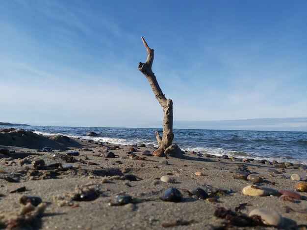 空に向かって浜辺に漂う木