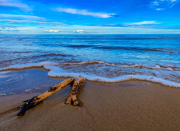 Driftwood on beach against sky