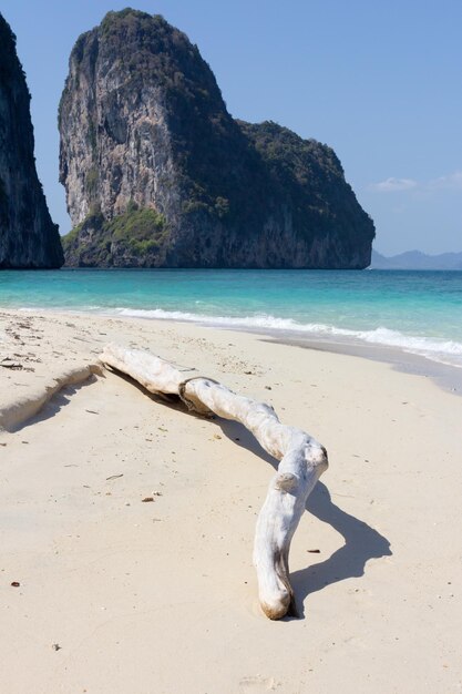 Foto legno alla deriva sulla spiaggia dal mare contro il cielo