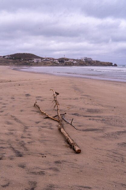 Driftwood on the beach in South Ecuador, Salinas,