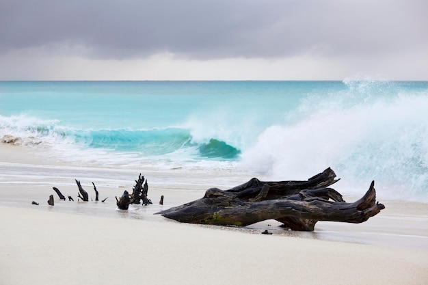 Driftwood on the beach with a stormy sky in the background