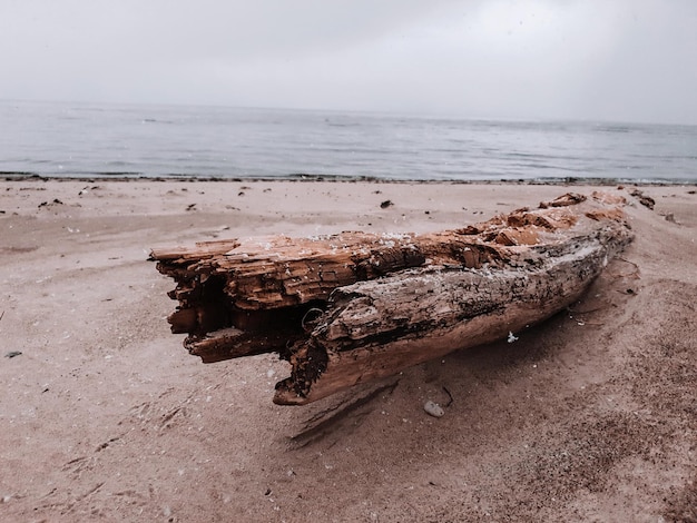 Photo driftwood on beach