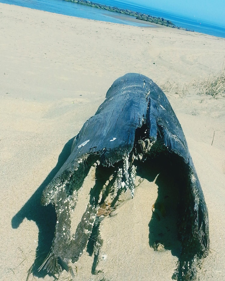 Photo 漂浮在海灘上的木頭