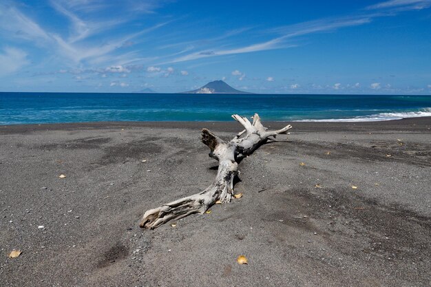 Foto legna galleggiante sulla spiaggia