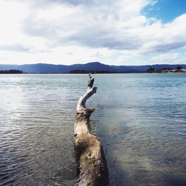 Foto legno alla deriva sulla spiaggia