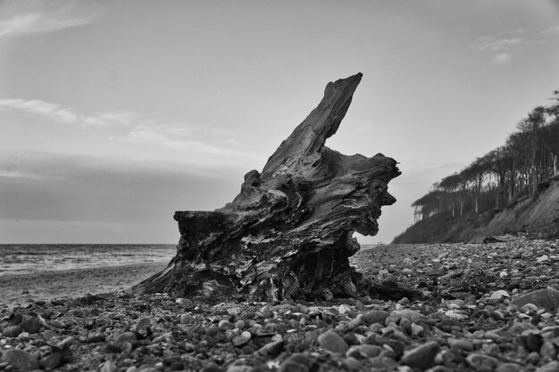 Foto legno alla deriva sulla spiaggia