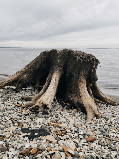 Foto legno alla deriva sulla spiaggia