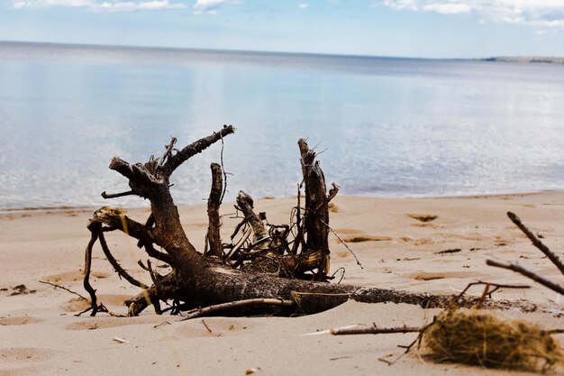 Photo driftwood on beach