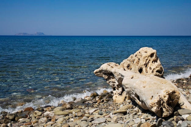 Driftwood at the beach