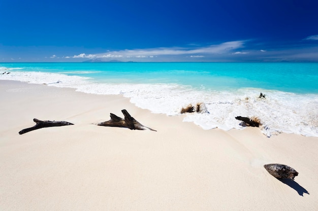 Foto driftwood sulla spiaggia caraibica antigua