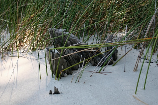 Foto legno galleggiante e erba sulla spiaggia sabbiosa