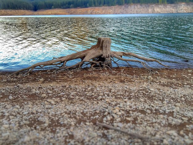 Foto legno alla deriva sulla riva del lago