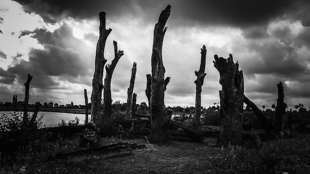 Photo driftwood on land against cloudy sky