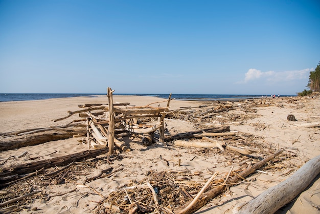 Photo driftwood log on sea coast. sunny summer day. latvia. river called gauja