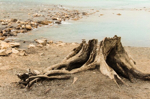 写真 ビーチの漂流木