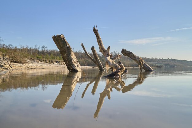 Foto driftwood op het meer tegen de lucht