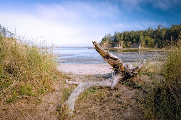 Driftwood op het strand bij Cape Arago State Park tegen bewolkte lucht
