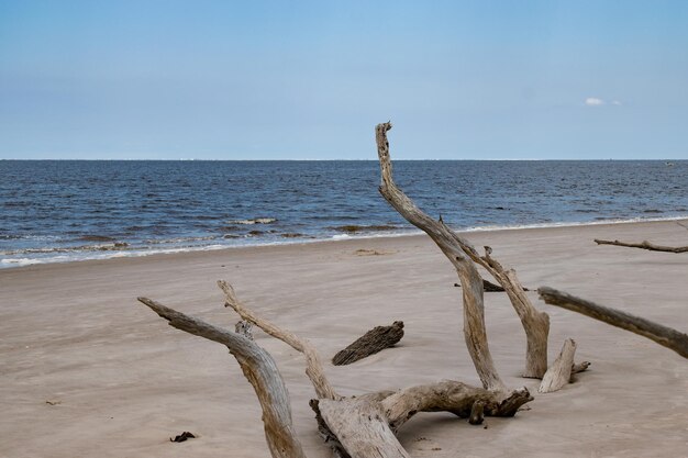 Foto driftwood op het strand tegen de lucht