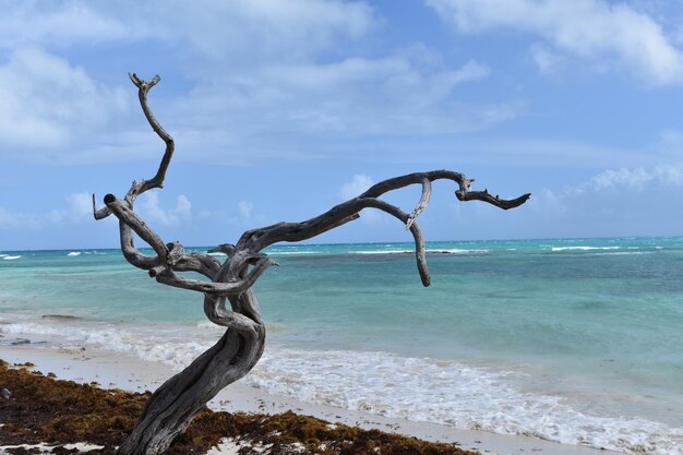 Foto driftwood op het strand tegen de lucht