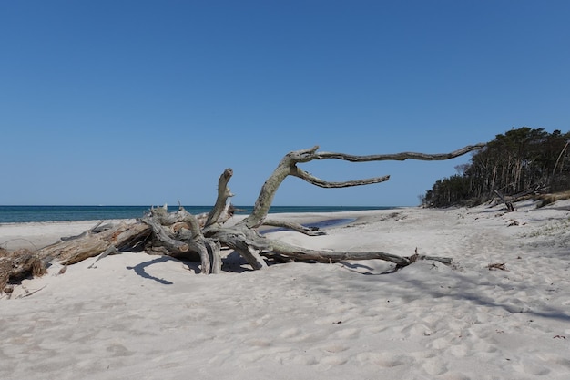 Foto driftwood op het strand tegen een heldere hemel