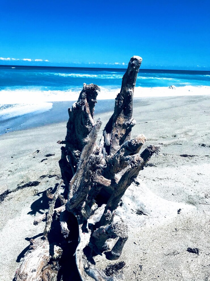 Foto driftwood op het strand