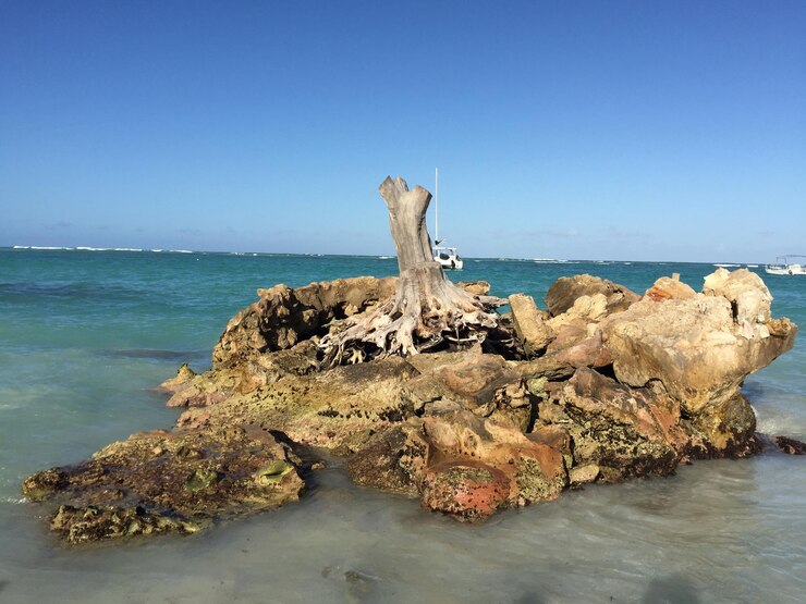 Foto driftwood op rots bij de zee tegen een heldere lucht