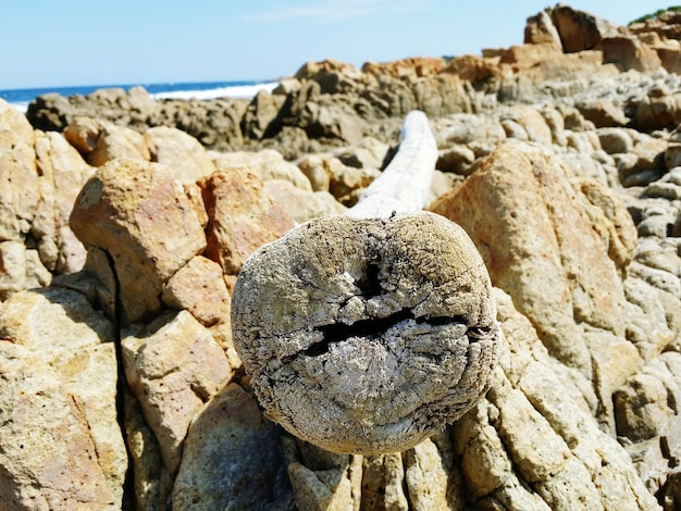 浜辺の岩の上に浮かぶ木