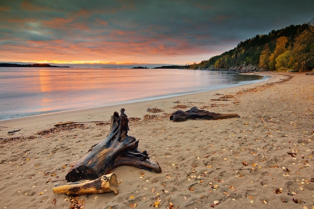 Driftwood on sand at beach against sky during sunset