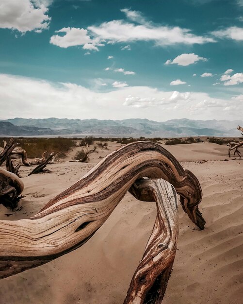 Driftwood on sand dune on beach against sky