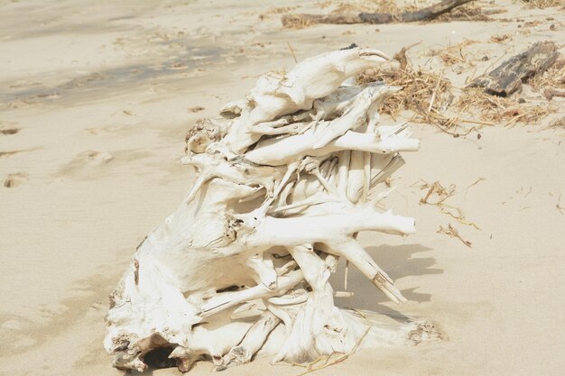 Foto legno alla deriva sulla spiaggia sabbiosa