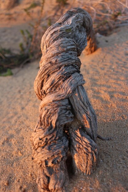 Foto legno alla deriva sulla spiaggia sabbiosa