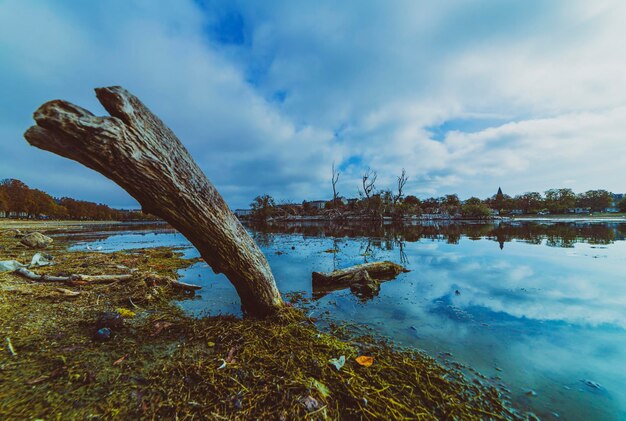 Driftwood on the shore of the lake city of Copenhagen Denmark