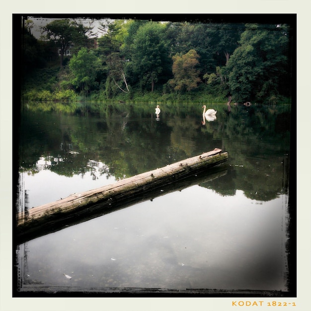 Foto legno alla deriva e cigni nel lago