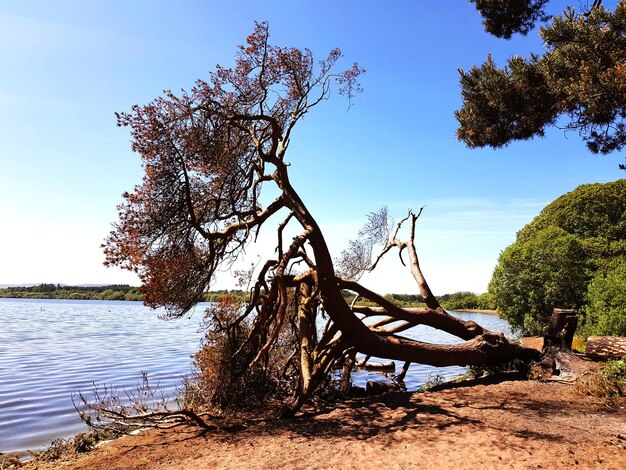 Foto legno alla deriva sull'albero vicino al lago contro il cielo